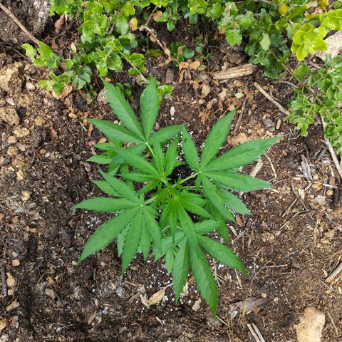 AK3 growlog timeline photo