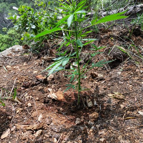 H1 growlog timeline photo