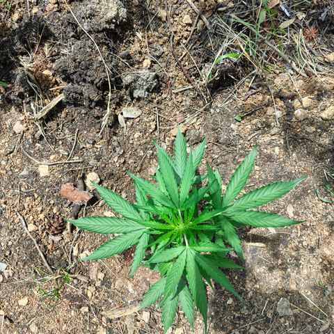 H1 growlog timeline photo