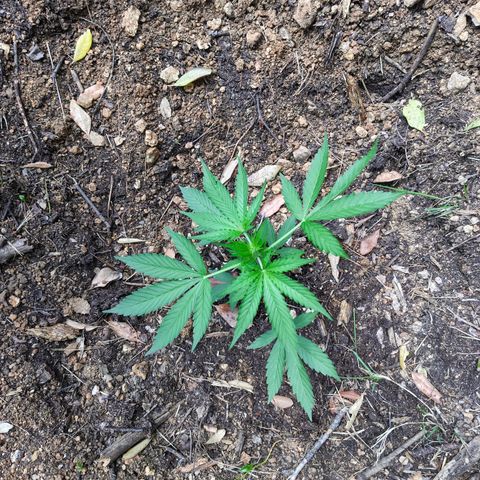 H2 growlog timeline photo