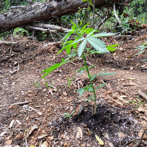 AK2 growlog timeline photo