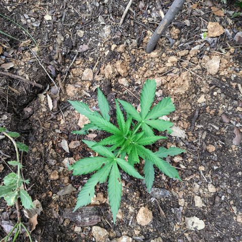 H3 growlog timeline photo