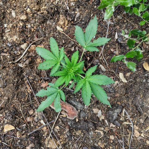 FAT1 growlog timeline photo