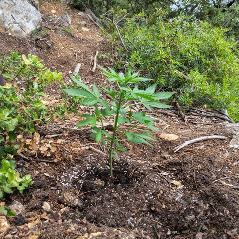 AK3 growlog timeline photo