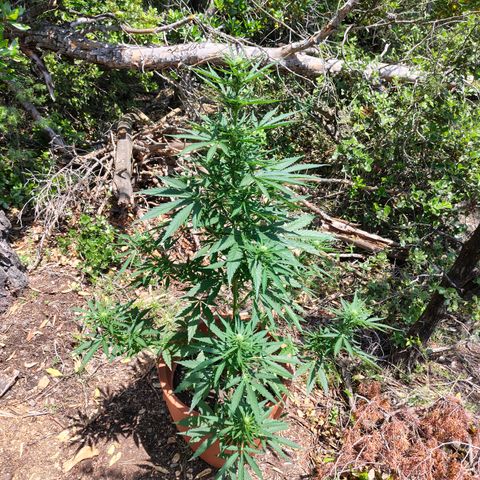 Fat Banana Automatic growlog timeline photo