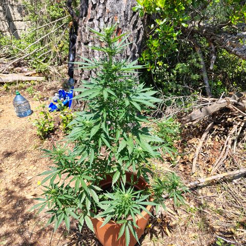 Fat Banana Automatic growlog timeline photo