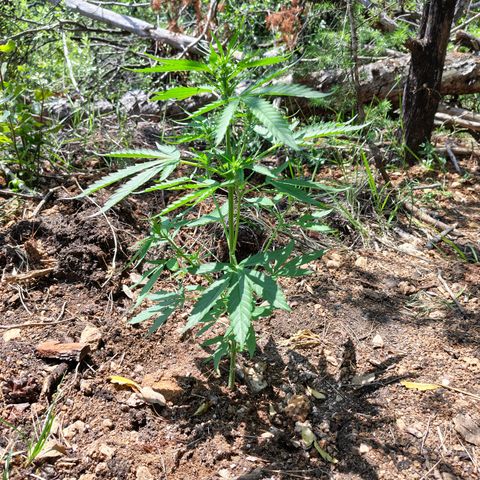 H1 growlog timeline photo