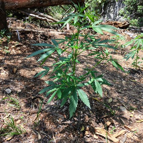 P1 growlog timeline photo