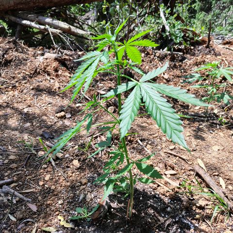 AK2 growlog timeline photo