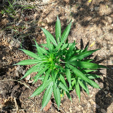 H1 growlog timeline photo