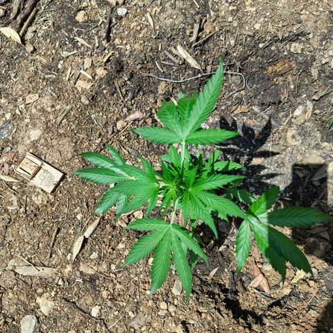 AK1 growlog timeline photo