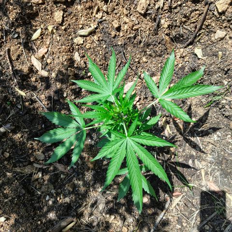 H2 growlog timeline photo