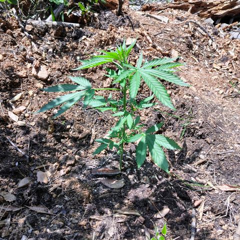 H2 growlog timeline photo