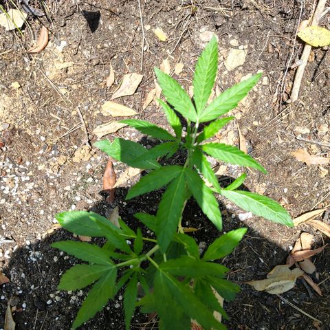 FAT3 growlog timeline photo
