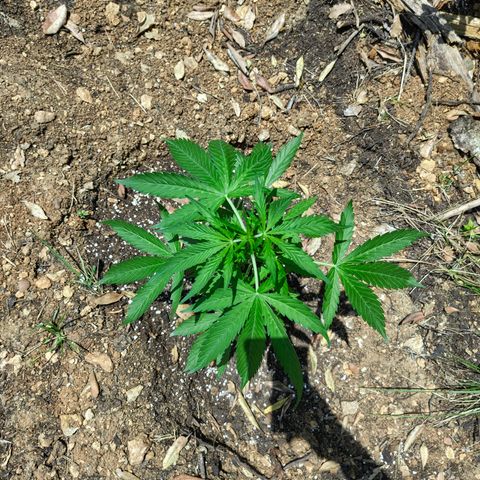 P2 growlog timeline photo
