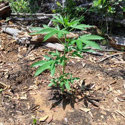 P3 growlog timeline photo