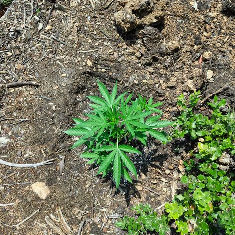AK3 growlog timeline photo