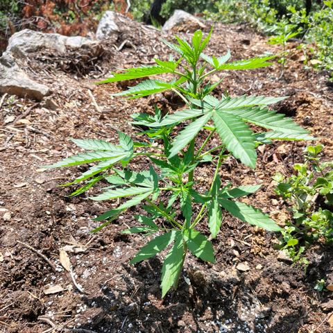 AK3 growlog timeline photo