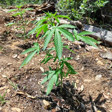 P2 growlog timeline photo