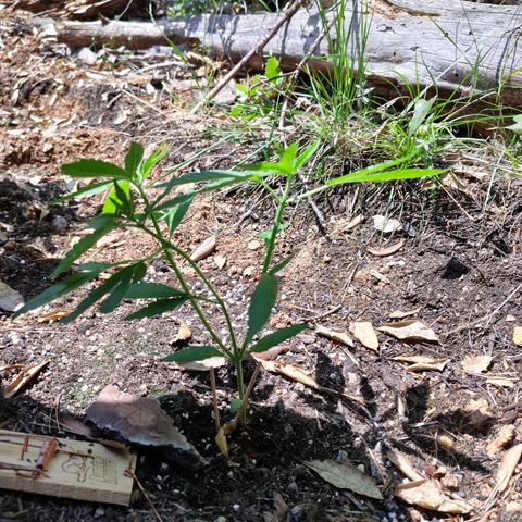 FAT3 growlog timeline photo