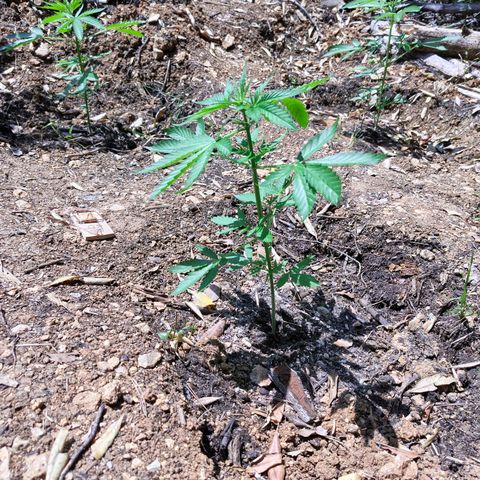 AK1 growlog timeline photo