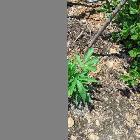 H3 growlog timeline photo