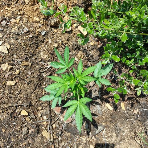 FAT1 growlog timeline photo