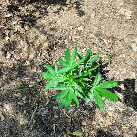 AK2 growlog timeline photo