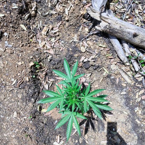 P3 growlog timeline photo
