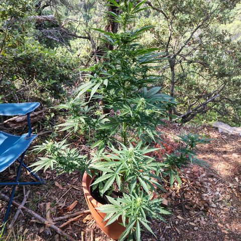 Fat Banana Automatic growlog timeline photo