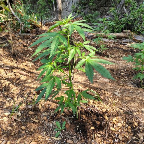 AK2 growlog timeline photo