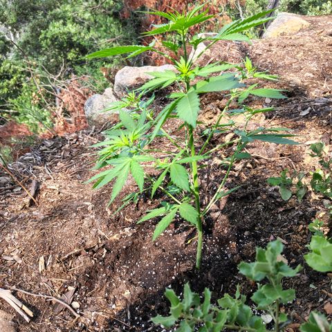AK3 growlog timeline photo