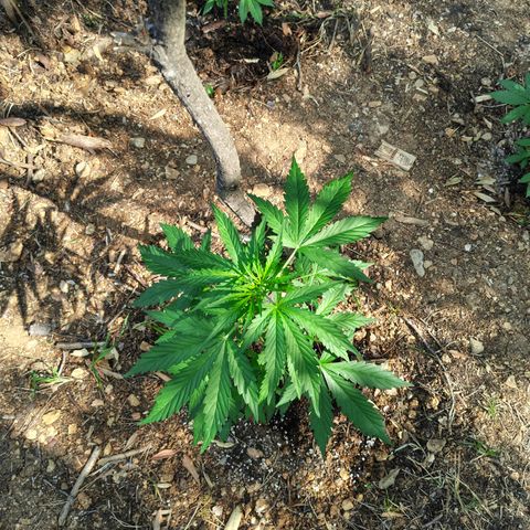 AK2 growlog timeline photo