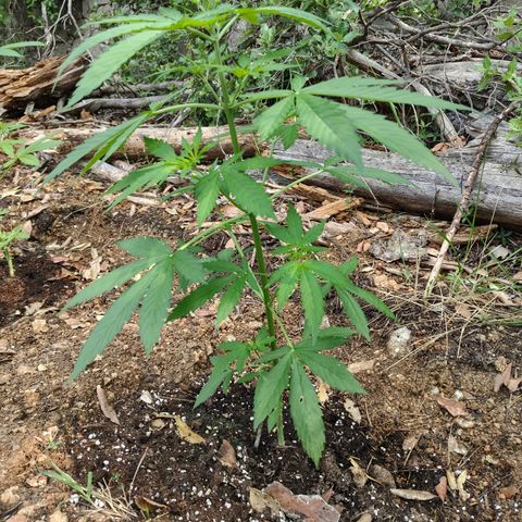 P2 growlog timeline photo
