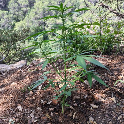 H1 growlog timeline photo