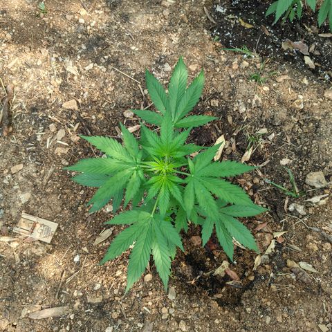 AK1 growlog timeline photo