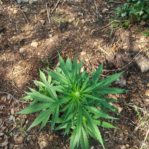 H1 growlog timeline photo