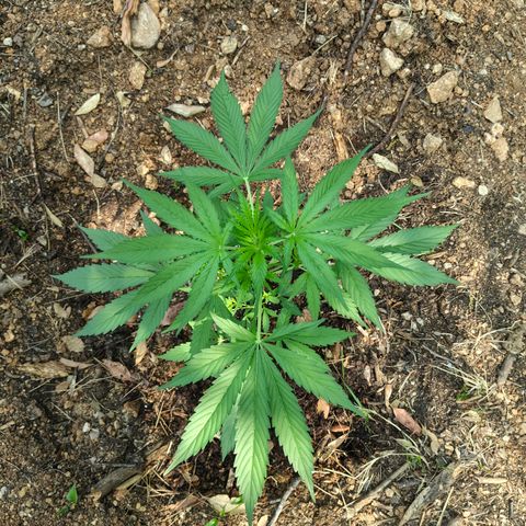 H2 growlog timeline photo