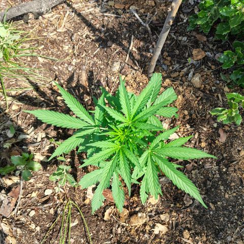 H3 growlog timeline photo