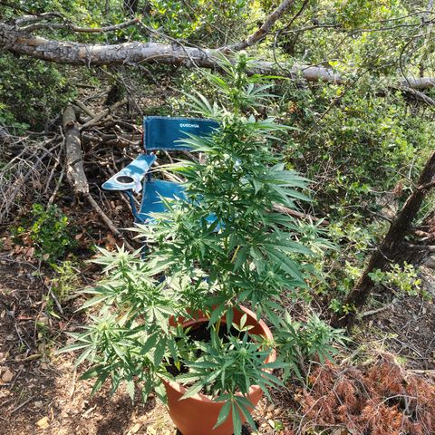 Fat Banana Automatic growlog timeline photo