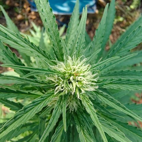 Fat Banana Automatic growlog timeline photo