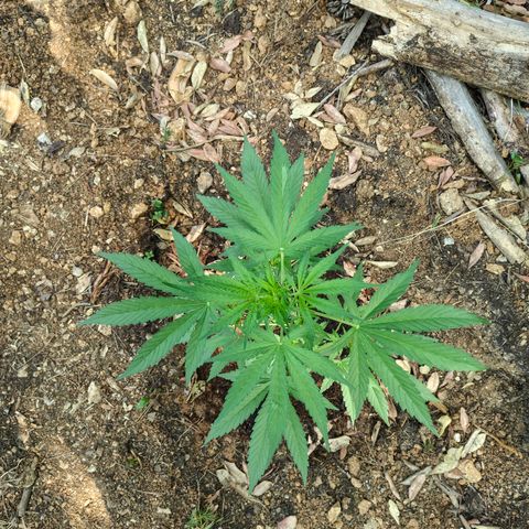 P3 growlog timeline photo