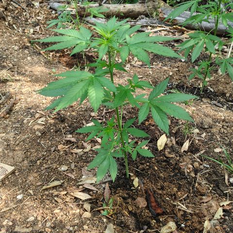 AK1 growlog timeline photo