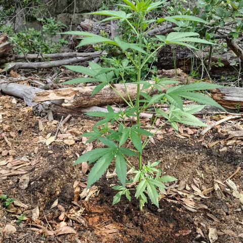 P3 growlog timeline photo