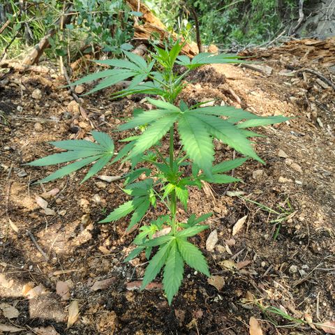 H2 growlog timeline photo