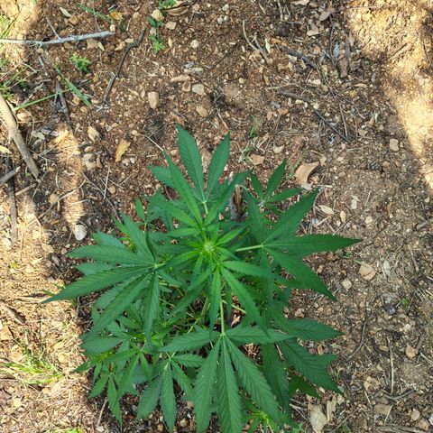 P1 growlog timeline photo