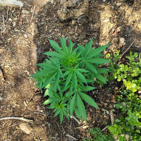 AK3 growlog timeline photo