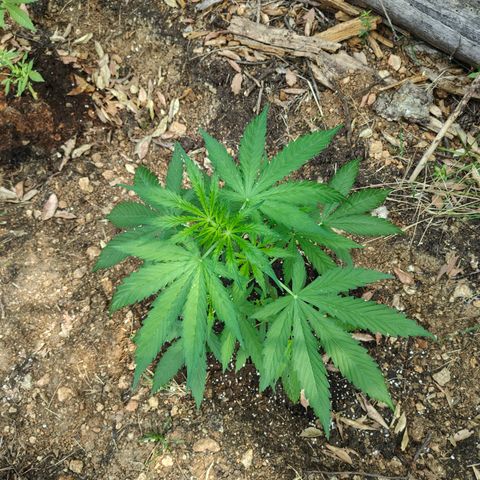 P2 growlog timeline photo