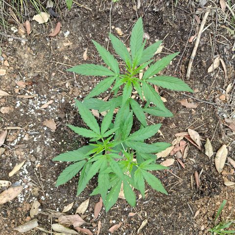 FAT3 growlog timeline photo