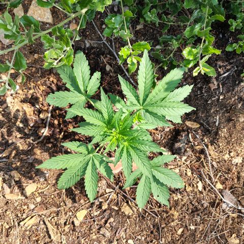 FAT1 growlog timeline photo